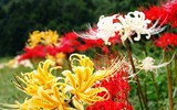 [ẢNH] Chiêm ngưỡng những loài thực vật 