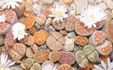 [ẢNH] Chiêm ngưỡng những loài thực vật 