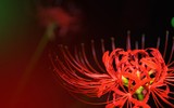 [ẢNH] Chiêm ngưỡng những loài thực vật 