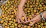 [ẢNH] Những thức quà thu Hà Nội hấp dẫn đắm say lòng người