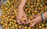 [ẢNH] Những thức quà thu Hà Nội hấp dẫn đắm say lòng người