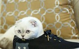 [ẢNH] Giật mình trước tài sản kếch xù của những thú cưng giàu nhất thế giới
