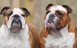 [ẢNH] Top 10 giống chó 