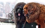 [ẢNH] Top 10 giống chó 