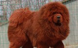 [ẢNH] Top 10 giống chó 
