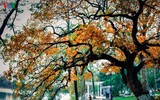 [ẢNH] Nao lòng khung cảnh Hồ Gươm 