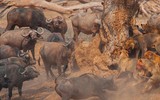 [ẢNH] Điểm mặt những loài động vật 