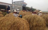 [ẢNH] Thay vì đốt bỏ gây khói mù mịt, rơm rạ có thể ‘biến’ thành tiền