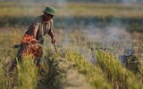 [ẢNH] Thay vì đốt bỏ gây khói mù mịt, rơm rạ có thể ‘biến’ thành tiền