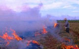 [ẢNH] Thay vì đốt bỏ gây khói mù mịt, rơm rạ có thể ‘biến’ thành tiền