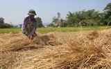 [ẢNH] Thay vì đốt bỏ gây khói mù mịt, rơm rạ có thể ‘biến’ thành tiền