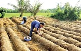 [ẢNH] Thay vì đốt bỏ gây khói mù mịt, rơm rạ có thể ‘biến’ thành tiền