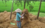 [ẢNH] Thay vì đốt bỏ gây khói mù mịt, rơm rạ có thể ‘biến’ thành tiền