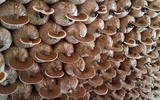 [ẢNH] Thay vì đốt bỏ gây khói mù mịt, rơm rạ có thể ‘biến’ thành tiền