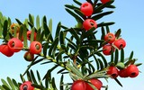[ẢNH] Những loài thực vật cực độc nguy hiểm nhất trên thế giới