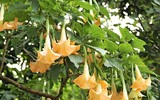 [ẢNH] Những loài thực vật cực độc nguy hiểm nhất trên thế giới