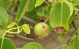 [ẢNH] Những loài thực vật cực độc nguy hiểm nhất trên thế giới