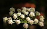 [ẢNH] Những loài thực vật cực độc nguy hiểm nhất trên thế giới