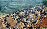 [ẢNH] Độc đáo những phiên chợ vùng cao Tây Bắc