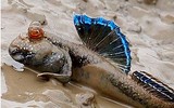 [ẢNH] Điểm mặt những loài cá 