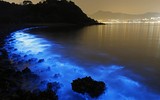 [ẢNH] Vẻ đẹp huyền diệu của những bãi biển tự phát sáng trong đêm
