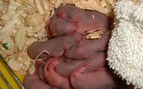 [ẢNH] Rợn người với 9 món ăn 