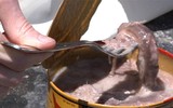 [ẢNH] Rợn người với 9 món ăn 