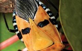 [ẢNH] Chiêm ngưỡng 