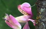 [ẢNH] Chiêm ngưỡng 