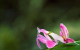 [ẢNH] Chiêm ngưỡng 