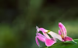 [ẢNH] Chiêm ngưỡng 