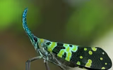 [ẢNH] Chiêm ngưỡng 