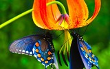 [ẢNH] Chiêm ngưỡng 