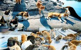 [ẢNH] Thánh địa nơi động vật chính là 
