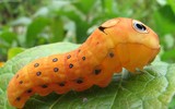 [ẢNH] Chiêm ngưỡng 