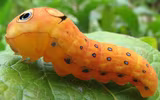 [ẢNH] Chiêm ngưỡng 