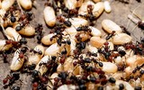[ẢNH] Những đặc sản 