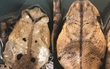 [ẢNH] Kỹ năng ngụy trang bậc thầy của các loài động vật trên thế giới