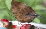 [ẢNH] Kỹ năng ngụy trang bậc thầy của các loài động vật trên thế giới