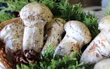 [ẢNH] Những món ăn kỳ lạ có 