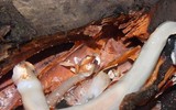 [ẢNH] Những món ăn kỳ lạ có 
