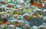[ẢNH] Phim ảnh và những cú lừa khiến bạn tin 