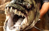 [ẢNH] Điểm mặt những loài 