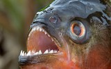 [ẢNH] Điểm mặt những loài 