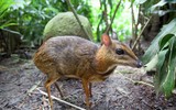 [ẢNH] Những loài động vật siêu nhút nhát trên thế giới