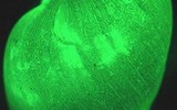 [ẢNH] Bất ngờ trước khả năng tự phát sáng của một số loài sinh vật