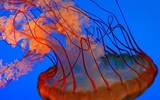 [ẢNH] Bất ngờ trước khả năng tự phát sáng của một số loài sinh vật