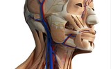 [ẢNH] Giải mã 4 hiện tượng nghịch lý của cơ thể con người