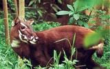 [ẢNH] Chiêm ngưỡng vẻ đẹp của 4 Vườn Di sản ASEAN mới tại Việt Nam