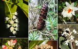 [ẢNH] Chiêm ngưỡng vẻ đẹp của 4 Vườn Di sản ASEAN mới tại Việt Nam